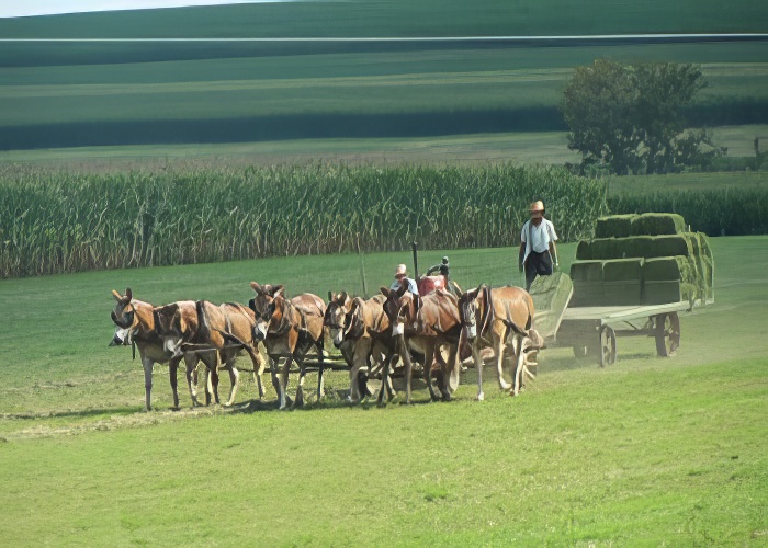 Amish Farmlands in Lancaster County